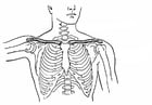 Coloring pages Collarbone and Breastbone