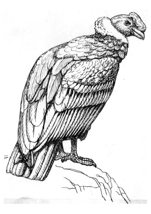 Coloring page condor