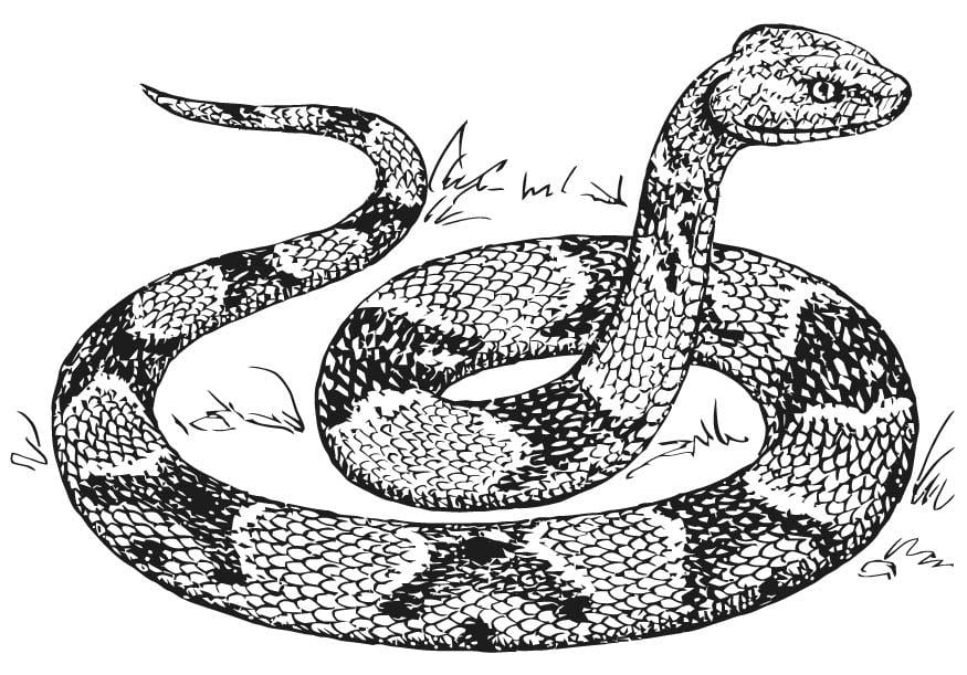 Coloring page copperhead snake