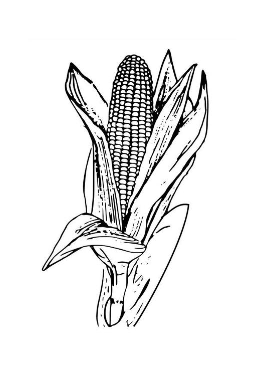 corn