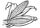 corn