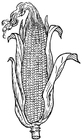 Coloring pages Corn