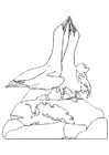 Coloring page courting albatroses