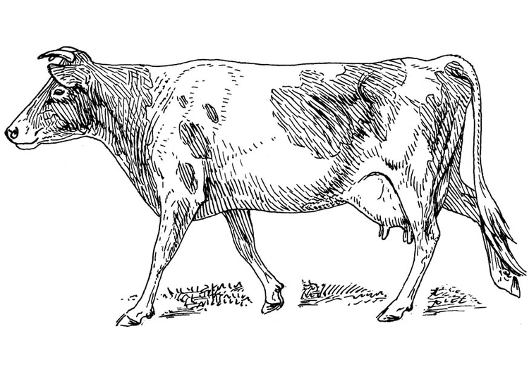 Coloring page cow