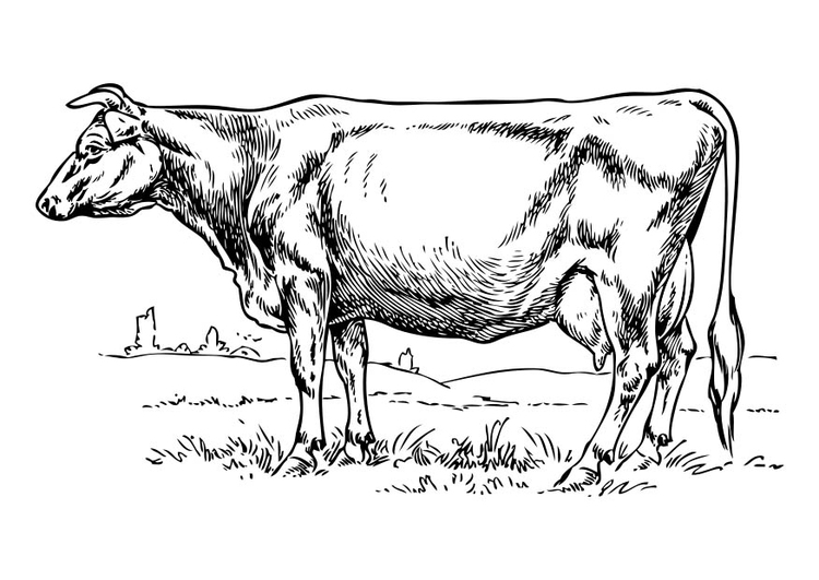 Coloring page Cow