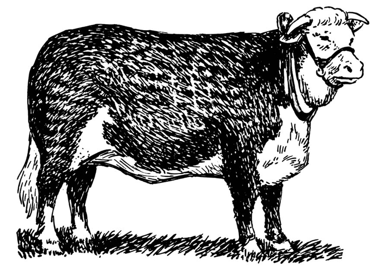 Coloring page cow - hereford