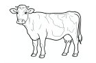 cow