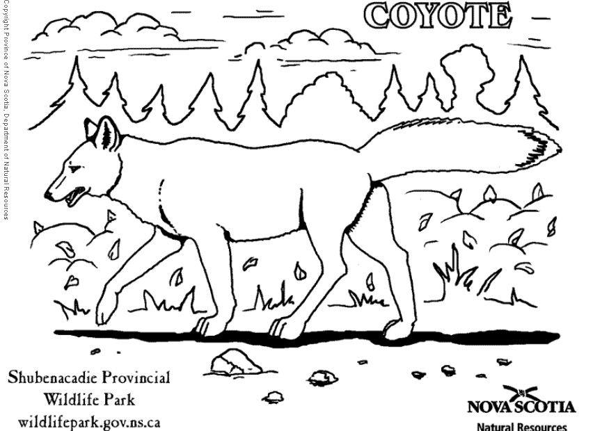 Coloring page coyote