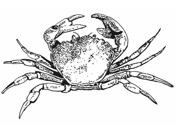 Coloring page crab