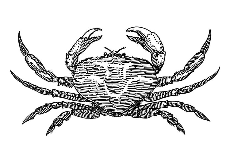 Coloring page Crab