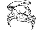 Coloring pages crab