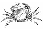 Coloring pages crab