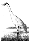 crane