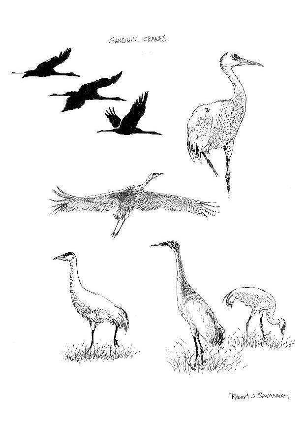 Coloring page cranes