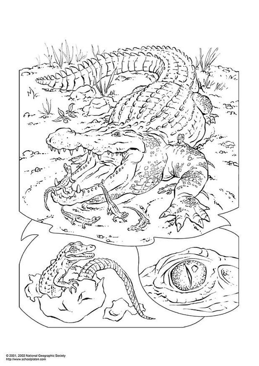 Coloring page crocodile
