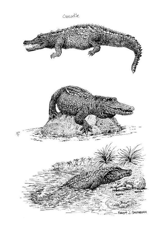 crocodiles