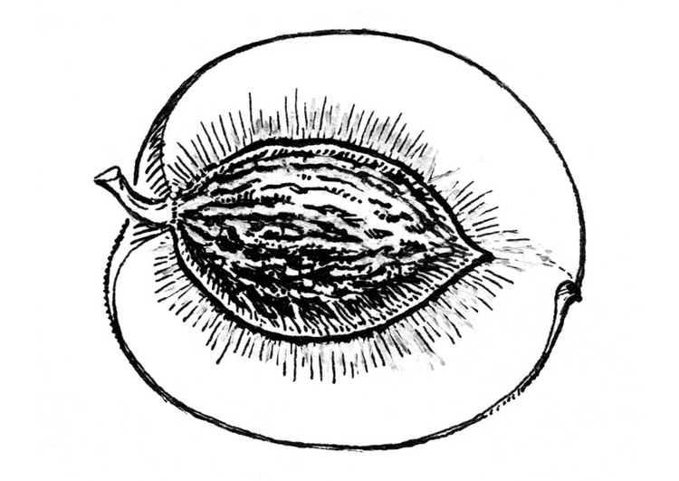 Coloring page cross section of peach