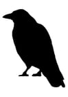 Coloring pages crow