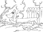coloring-page dachshund