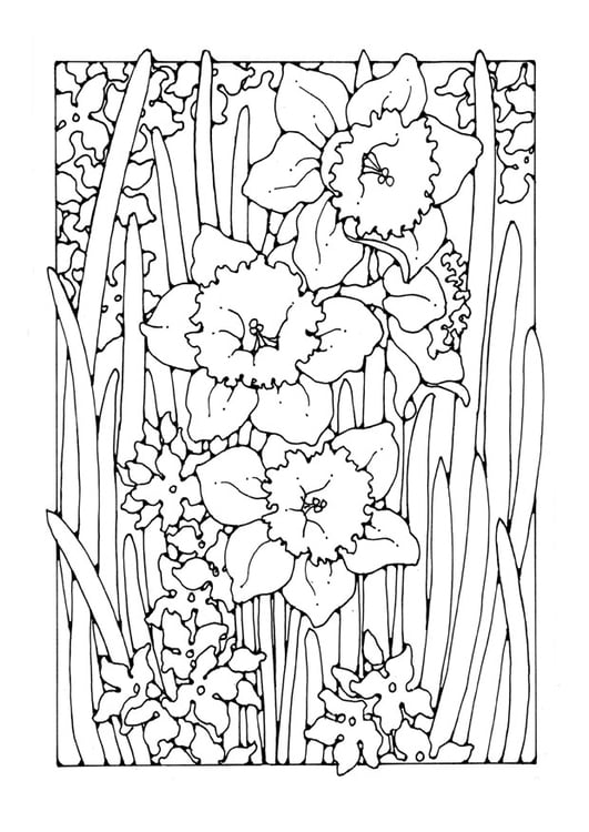 Coloring page daffodil