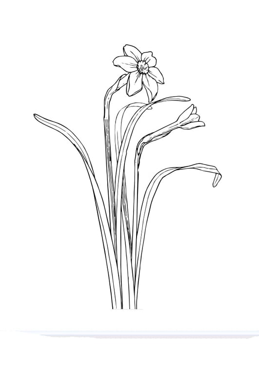 Coloring page daffodil