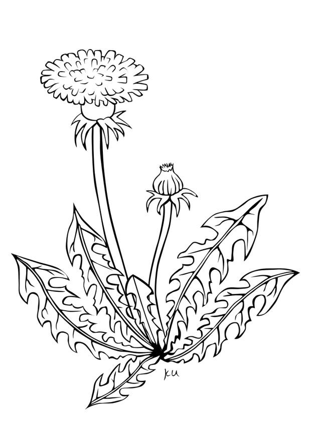 Coloring page dandelion