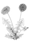 Coloring pages dandelion