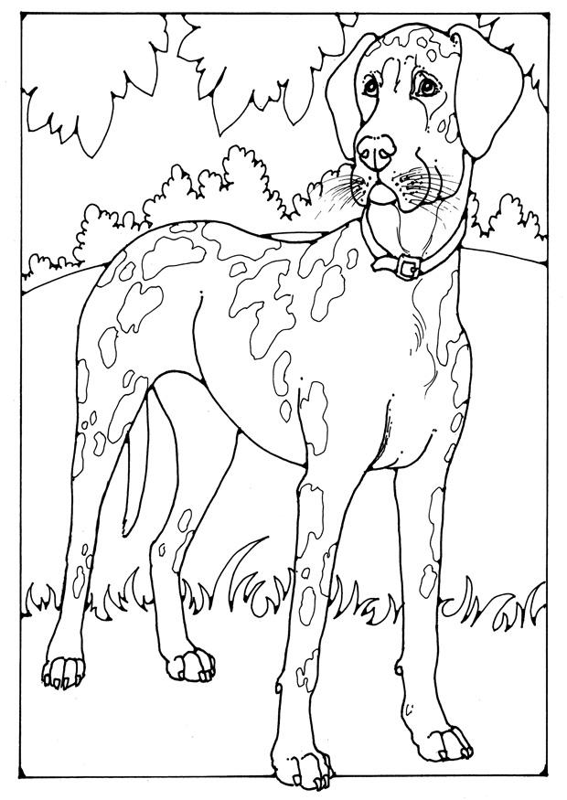 Coloring page Danish dog