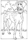 Coloring page Danish dog