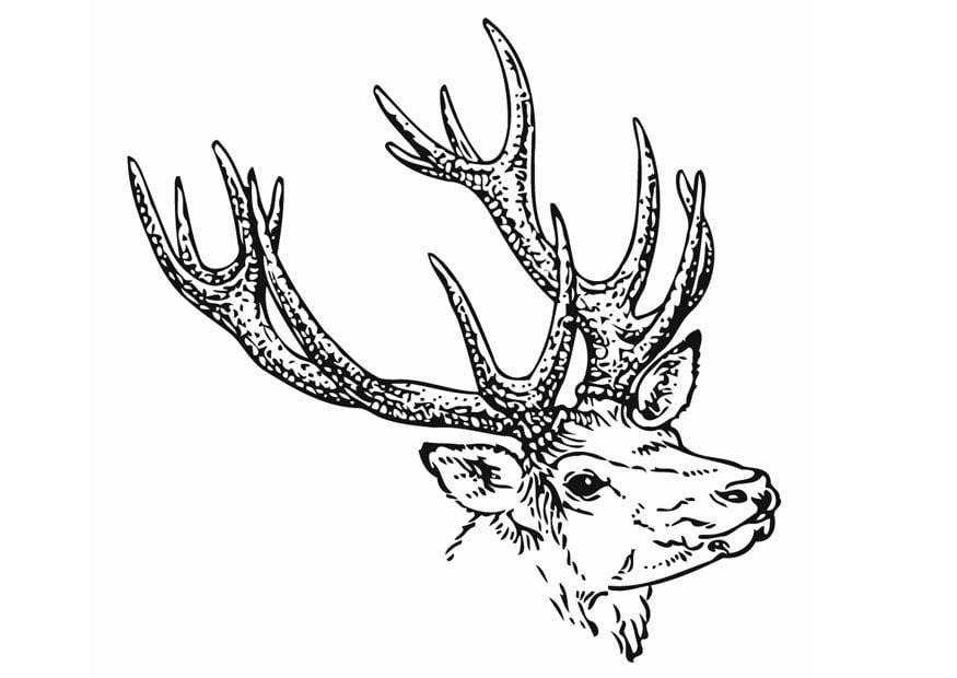 Coloring Page deer - free printable coloring pages - Img 12904