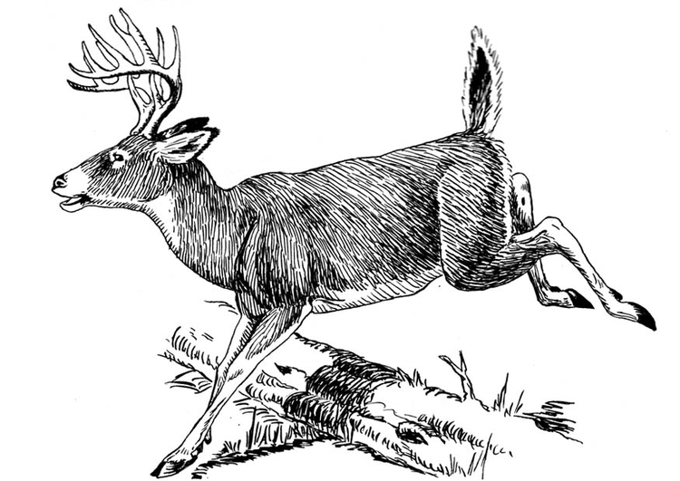 Coloring page deer