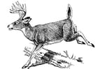 Coloring page deer