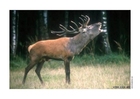Photo deer