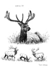 Coloring pages deer