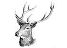 Coloring pages deer