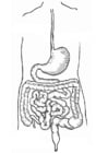 Coloring pages digestive track