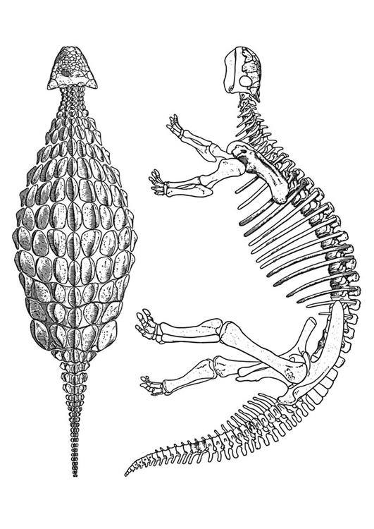 dinosaur - ankylosaurus 
