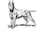 Coloring page Dog - Bull Terrier