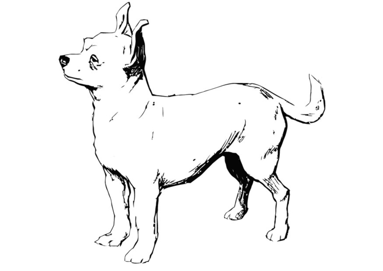Coloring page dog - chihuahua