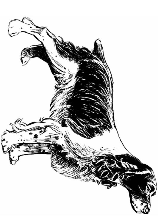 dog - cocker spaniel