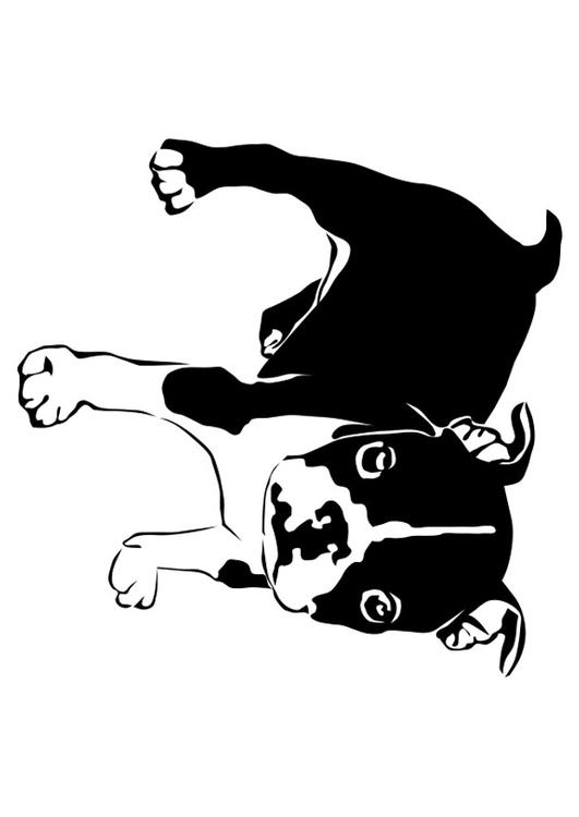 dog - French bulldog