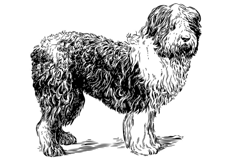 Coloring page Dog - Polish Sheepdog