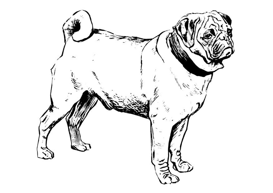 Coloring page dog - pug