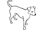 Coloring pages dog