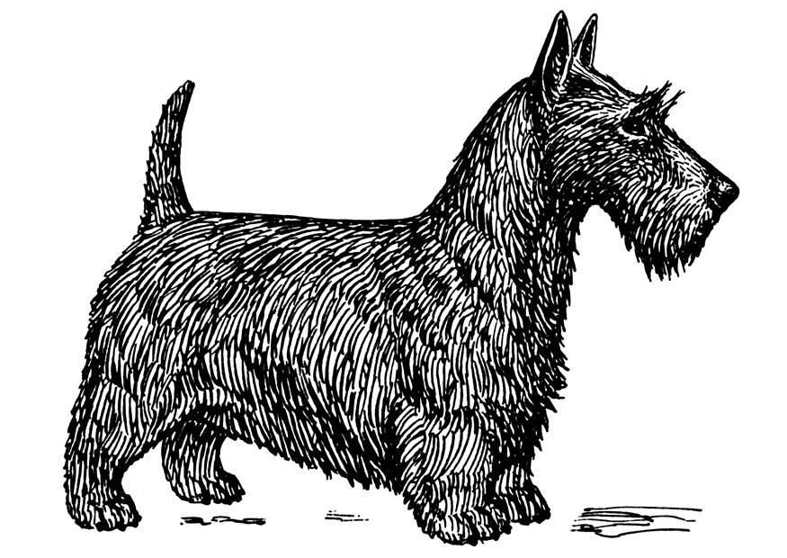 Download Coloring Page dog - Scottish terrier - free printable ...