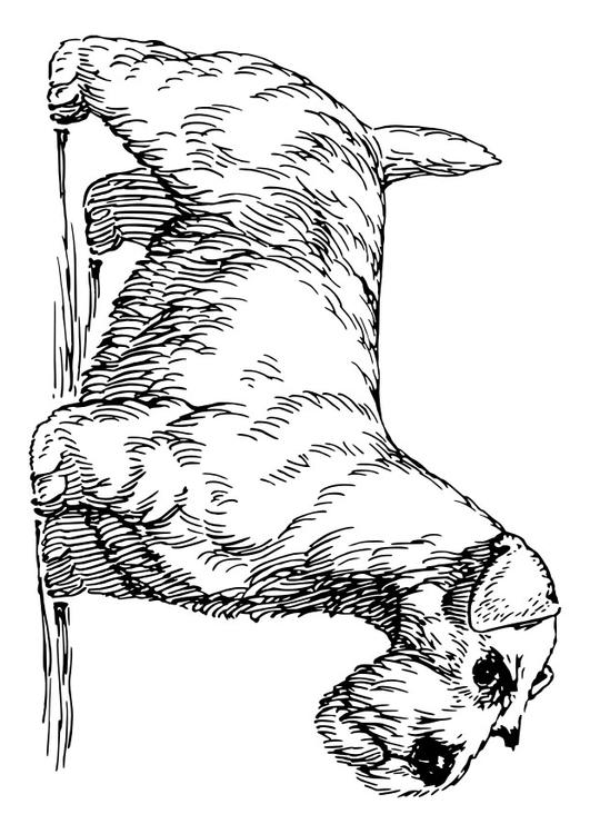 dog - Sealy Hamterrier