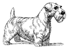 Coloring page dog - Sealy Hamterrier