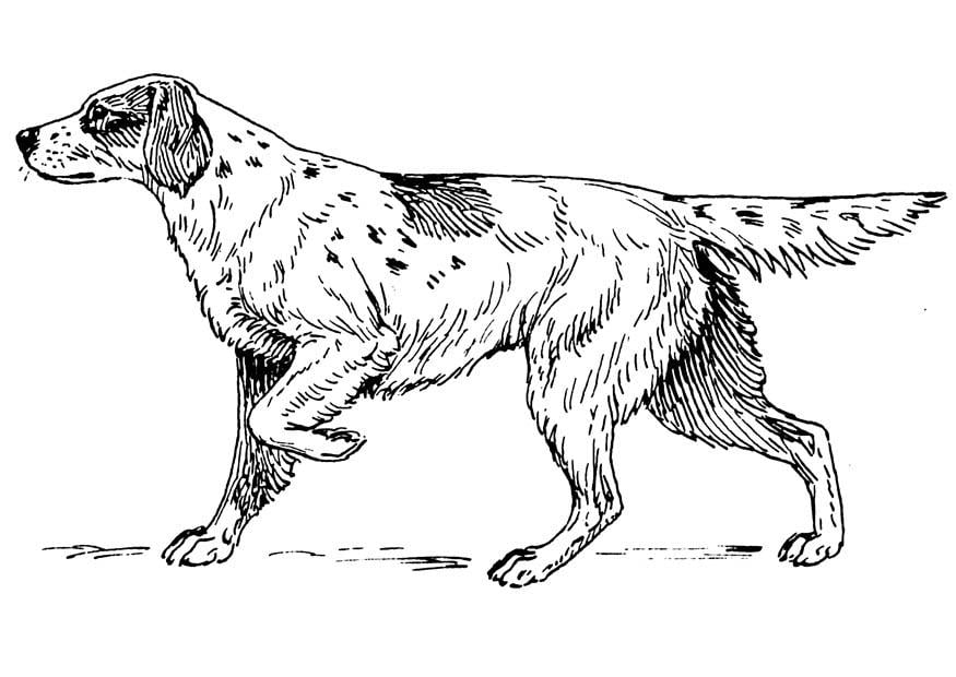 Coloring page dog - setter