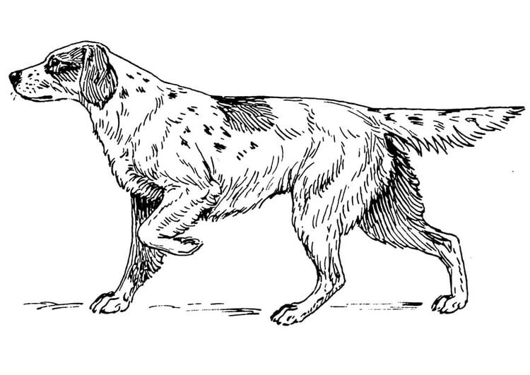 Coloring page dog - setter