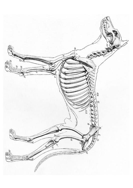 dog skeleton